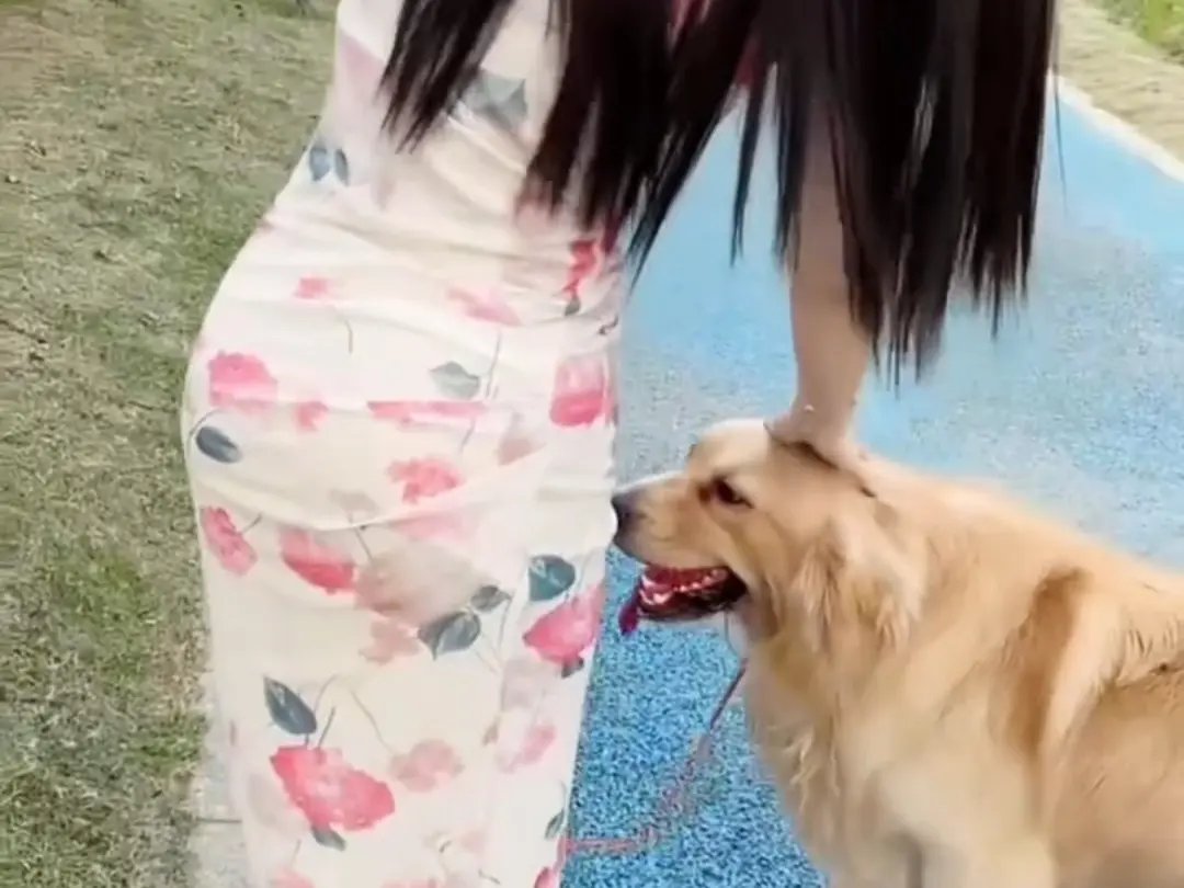免费看《抖音香香公主与爱犬》爱犬金毛科普视频全集，抖音香香公主与爱犬直播回放无删减在线观看，纯净极速播放！